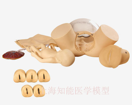 高級(jí)分娩綜合技能訓(xùn)練模型價(jià)格多少？