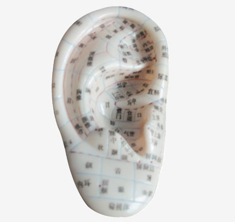 耳針灸模型（中文、英代）1:1 